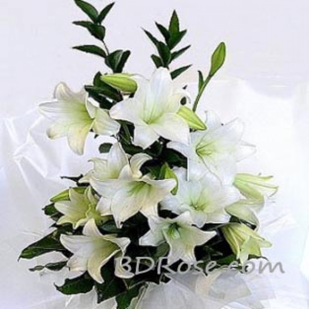 Lilies Passion