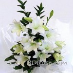 Lilies Passion