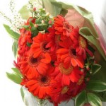 Red Gerbera Bouquet