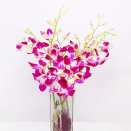 Simply Orchids