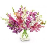 Colorful Orchids