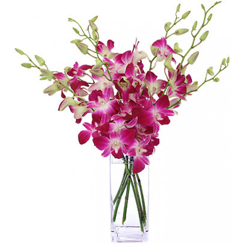 Bright Orchids