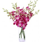 Bright Orchids