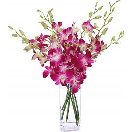 Bright Orchids