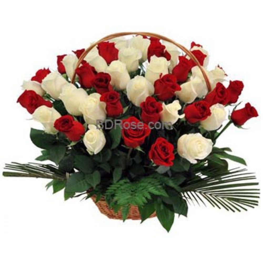 Bunch of 50 red & white rose