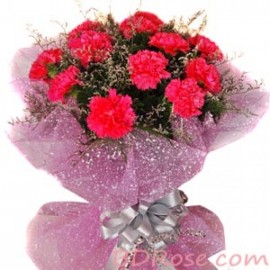Lovely Carnations