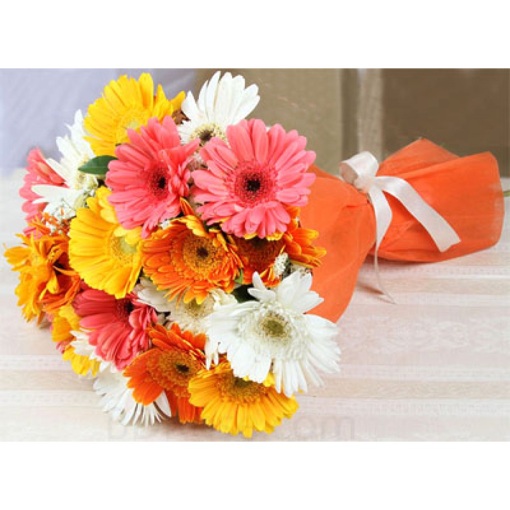 Vibrant Gerbera 