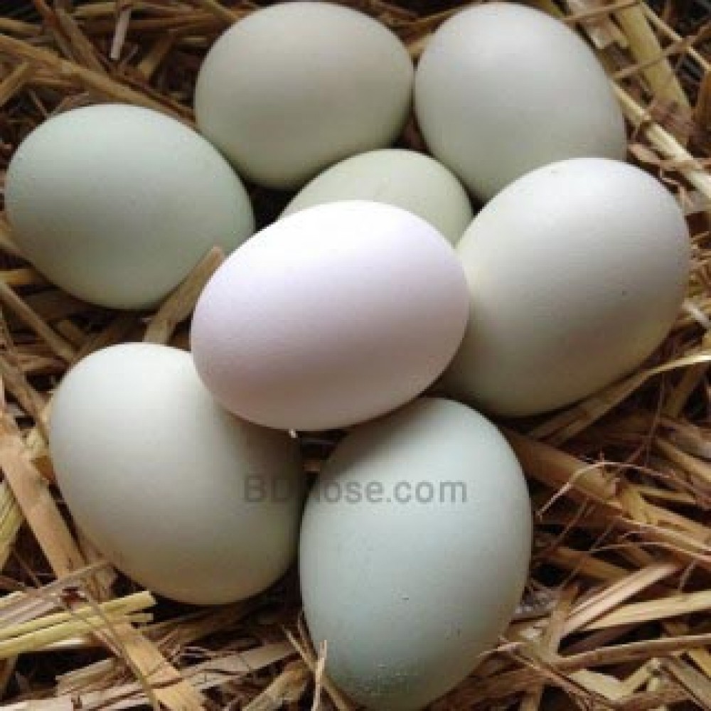 Deshi Chicken's Egg 1 Dozen