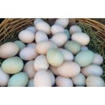 Duck's Egg 1 Dozen