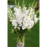 White Gladiolus(12pcs) in a vase