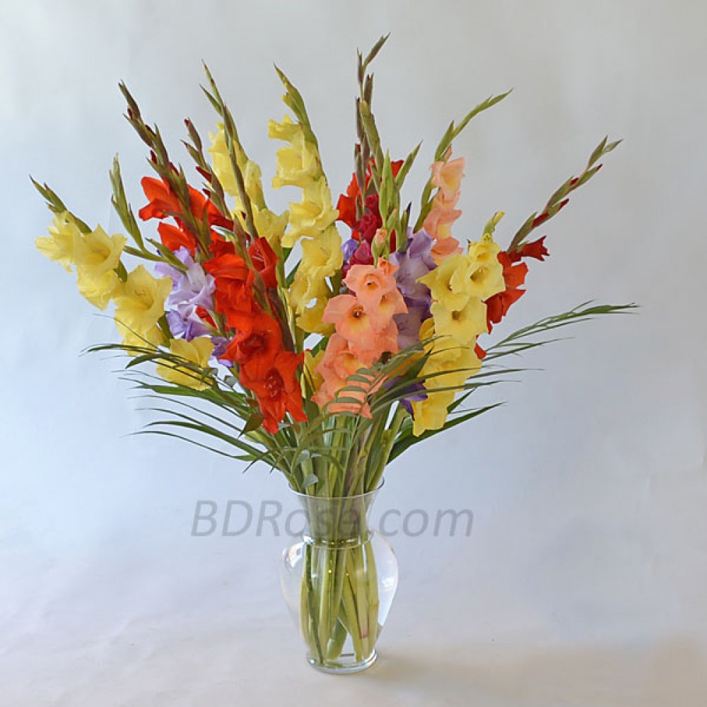 Mixed Gladiolus in a vase