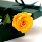 Imported single Yellow Rose in a box