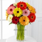 Mixed Gerbera in a Vase 