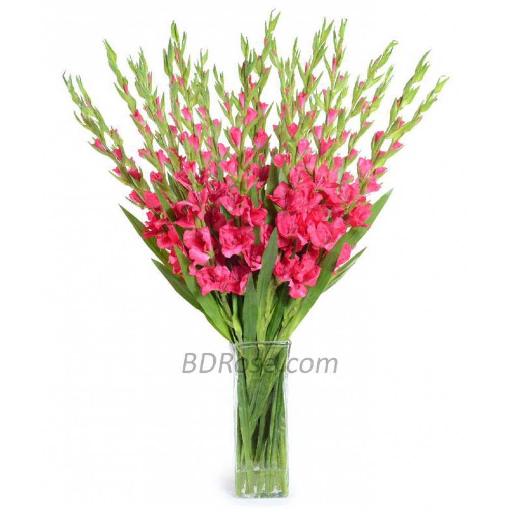 1 Dozen Gladiolus in vase