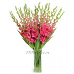 1 Dozen Gladiolus in vase