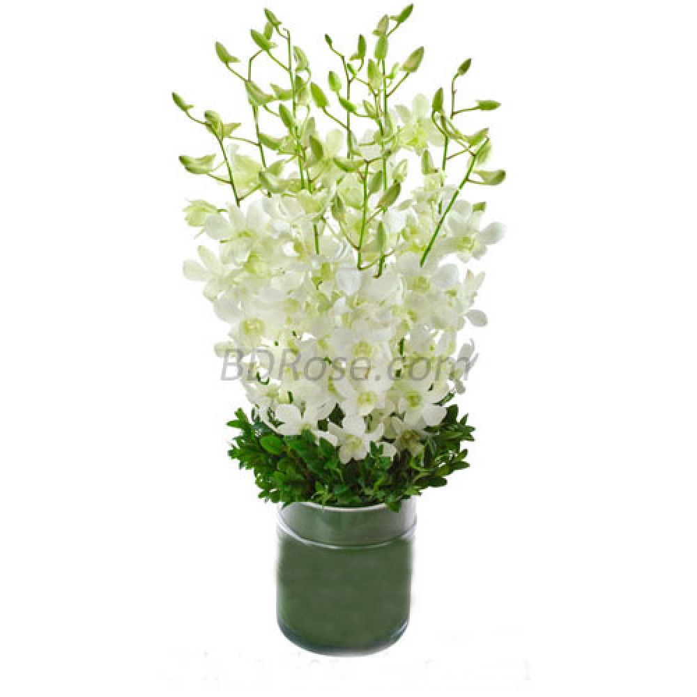 White Orchids in a Vase