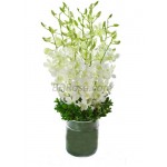 White Orchids in a Vase