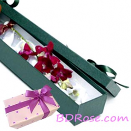 Exclusive Orchid