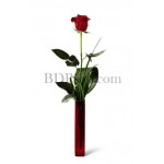 Single rose in vase